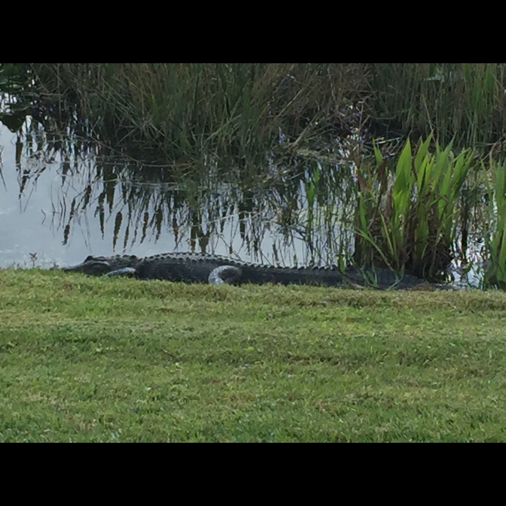 Meet your Posher, Donna